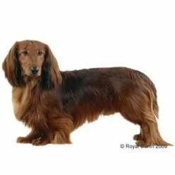 Royal Canin Teckel Adult Hondenvoer -Hunter Verkoop 2024 12440 rc dachshund 1