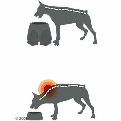 Savic Ergo Feeder Hondenbar 9 Savic Ergo Feeder Hondenbar - Afbeelding 7