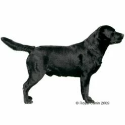 Royal Canin Labrador Retriever Adult Hondenvoer -Hunter Verkoop 2024 13018 rc labrador 1