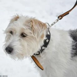 Heim Set: Hondenriem Stars + Leren Halsband Stars -Hunter Verkoop 2024 160891 heim halsband stars 8 1 1