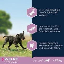 Eukanuba Puppy Large Breed Kip Hondenvoer 10 Eukanuba Puppy Large Breed Kip Hondenvoer -Hunter Verkoop 2024 162902 tetragmbhiams eukanuba puppy largebreed huhn dog 15kg hs 05 4
