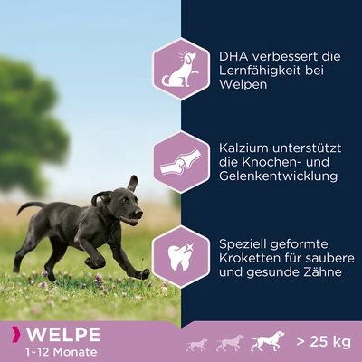 Eukanuba Puppy Large Breed Kip Hondenvoer 6 Eukanuba Puppy Large Breed Kip Hondenvoer - Afbeelding 4