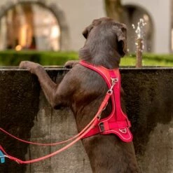 Curli Verstelbare Hondenlijn Nylon Rood -Hunter Verkoop 2024 177396 curli verstellbare leine nylon rot hs 04 4