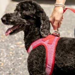 Curli Verstelbare Hondenlijn Nylon Rood -Hunter Verkoop 2024 177396 curli verstellbare leine nylon rot hs 07 3