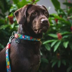 Max & Molly Korte Lijn Little Monsters 10 Max & Molly Korte Lijn Little Monsters -Hunter Verkoop 2024 189596 maxnmolly kurzleine little monsters dog hs 03 0