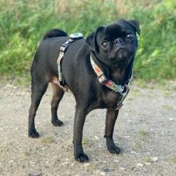 Max & Molly H-Tuigje Comic -Hunter Verkoop 2024 189999 186590 190000 maxnmolly h geschirr comic hs 02 3