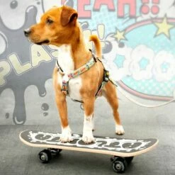 Max & Molly H-Tuigje Comic -Hunter Verkoop 2024 189999 186590 190000 maxnmolly h geschirr comic hs 03 8