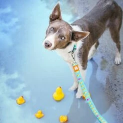 Max & Molly Multifunctionele Lijn Ducklings -Hunter Verkoop 2024 190196 190197 190198 maxnmolly multifunktionsleine ducklings hs 02 9