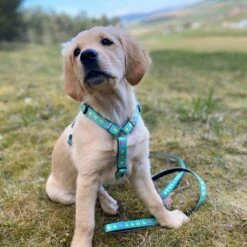 Max & Molly Multifunctionele Lijn Ducklings -Hunter Verkoop 2024 190196 190197 190198 maxnmolly multifunktionsleine ducklings hs 03 6