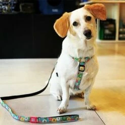 Max & Molly Korte Lijn Donuts -Hunter Verkoop 2024 190208 maxnmolly kurzleine donuts hs 02 4