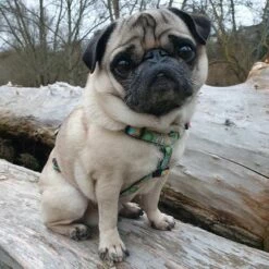 Max & Molly H-Tuig Donuts -Hunter Verkoop 2024 190296 190297 190396 maxnmolly hg eschirr donuts hs 03 2