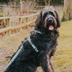 Max & Molly H-Tuigje Black Sheep -Hunter Verkoop 2024 190405 190406 190407 maxnmolly hg eschirr blacksheep hs 03 8