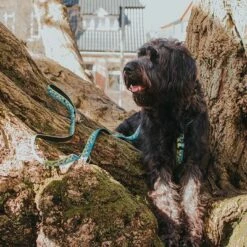 Max & Molly H-Tuigje Black Sheep -Hunter Verkoop 2024 190405 190406 190407 maxnmolly hg eschirr blacksheep hs 04 5