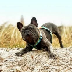 Max & Molly H-Tuigje Black Sheep -Hunter Verkoop 2024 190405 190406 190407 maxnmolly hg eschirr blacksheep hs 08 3