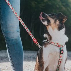 Max & Molly Multifunctionele Hondenlijn Watermelon -Hunter Verkoop 2024 190411 190702 190412 maxmolly multifunktionsleine watermelon hs 05 8