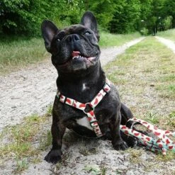 Max & Molly H-Tuig Watermelon 24 Max & Molly H-Tuig Watermelon -Hunter Verkoop 2024 190413 190414 190703 maxnmolly hg eschirr watermelon hs 03 8