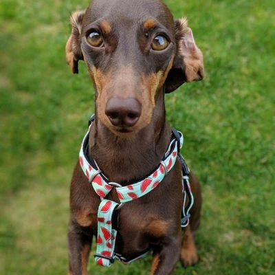 Max & Molly H-Tuig Watermelon 12 Max & Molly H-Tuig Watermelon - Afbeelding 10