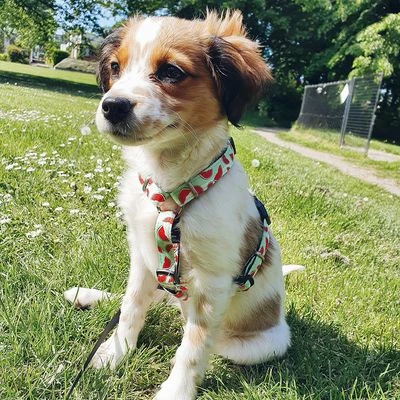 Max & Molly H-Tuig Watermelon 4 Max & Molly H-Tuig Watermelon - Afbeelding 2