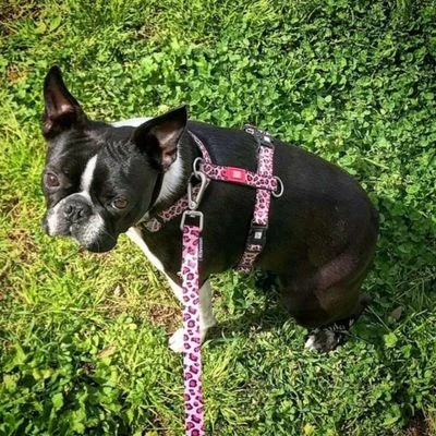 Max & Molly H-Tuig Leopard Pink 4 Max & Molly H-Tuig Leopard Pink - Afbeelding 2