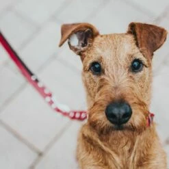 Hunter Set: Halsband Swiss + Hondenriem Swiss -Hunter Verkoop 2024 19229 hunter f hrleine swiss hs 5 0