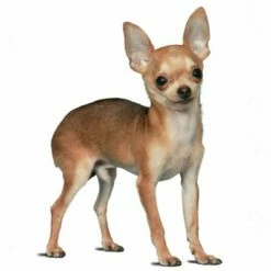 Royal Canin Chihuahua Puppy Hondenvoer -Hunter Verkoop 2024 197067 rc rasse chihua jun 1