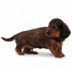 Royal Canin Teckel Puppy Hondenvoer -Hunter Verkoop 2024 197194 rc rasse dackel jun 1