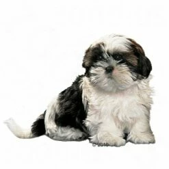 Royal Canin Shih Tzu Puppy Hondenvoer 7 Royal Canin Shih Tzu Puppy Hondenvoer -Hunter Verkoop 2024 197197 rc rasse shihtzu jun 1