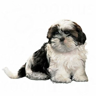 Royal Canin Shih Tzu Puppy Hondenvoer 5 Royal Canin Shih Tzu Puppy Hondenvoer - Afbeelding 3
