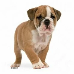 Royal Canin Bulldog Junior Hondenvoer -Hunter Verkoop 2024 197325 bulldogjunior 1