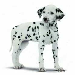 Royal Canin Dalmatian Puppy Hondenvoer -Hunter Verkoop 2024 197392 rc rasse dalma junio 1