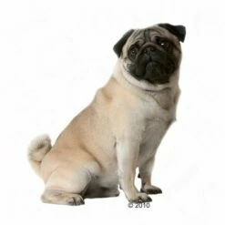 Royal Canin Pug Adult Hondenvoer 9 Royal Canin Pug Adult Hondenvoer -Hunter Verkoop 2024 197409 mops 1