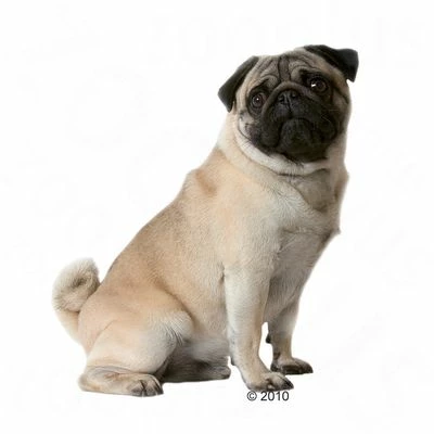 Royal Canin Pug Adult Hondenvoer 6 Royal Canin Pug Adult Hondenvoer - Afbeelding 4