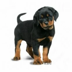 Royal Canin Rottweiler Puppy Hondenvoer -Hunter Verkoop 2024 197470 rottweilerjunior 1