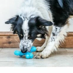 Nylabone Adult X-Bone Kauwspeelgoed -Hunter Verkoop 2024 224533 interpet nylabone adult xbone kauspielzeug hs 05 1 9