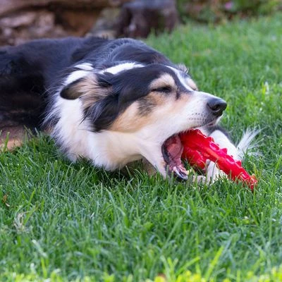 Ferplast Smile Kauwring, Rood 8 Ferplast Smile Kauwring, Rood - Afbeelding 6