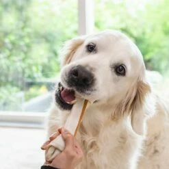 8in1 Delights Kauwbotten -Hunter Verkoop 2024 230706 tetra 8in1 delights kauknochen huhn large hs 06 0