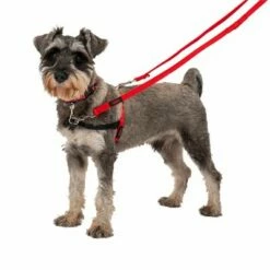 HALTI Trainingslijn -Hunter Verkoop 2024 235202 coa halti trainingsleine rot hs1 0