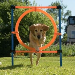Agility Fun & Sport Springring