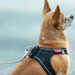 Curli Extreem Sterke Zaklijn -Hunter Verkoop 2024 267896 267897 ultrastarke taschenleine hs 09 8