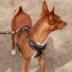 Hurtta Bare Y-Geschirr, Coal 27 Hurtta Bare Y-Geschirr, Coal -Hunter Verkoop 2024 288340 288341 288342 291296 hurtta bare ygeschirr coal hs 09 2