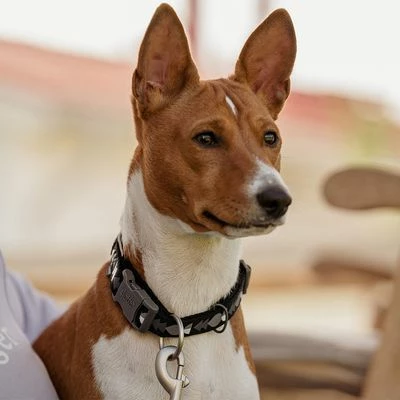 Hurtta Bare Halsband, Coal - Afbeelding 9