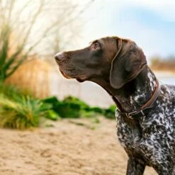 Purizon Wild Met Konijn Adult - Graanvrij Hondenvoer 10 Purizon Wild Met Konijn Adult - Graanvrij Hondenvoer -Hunter Verkoop 2024 2 purizon shooting gallery1 4