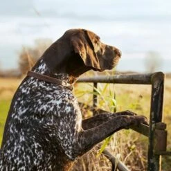 Purizon Lam Met Zalm Adult - Graanvrij Hondenvoer -Hunter Verkoop 2024 2 purizon shooting gallery 0