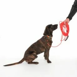 TIAKI Neo Comfort Sleeplijn, Rood -Hunter Verkoop 2024 323596 neo comfort mit hund fg 8003 2