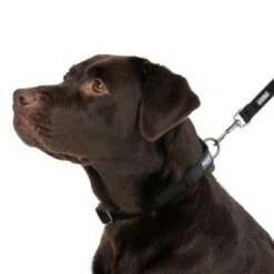 Halsband Nomad Tales Blush, Ebony 36 Halsband Nomad Tales Blush, Ebony -Hunter Verkoop 2024 324704 blush l fg 7241 2