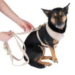 Nomad Tales Calma Hondenriem, Sand 27 Nomad Tales Calma Hondenriem, Sand -Hunter Verkoop 2024 324713 calma fg 7805 1