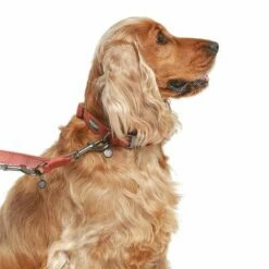 Hondenriem Nomad Tales Blush, Rosé 31 Hondenriem Nomad Tales Blush, Rosé -Hunter Verkoop 2024 325600 325601 nomadtales blush hundeleine rose hs 03 9