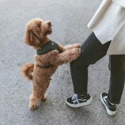 Nomad Tales Calma Tuig, Ebony -Hunter Verkoop 2024 325796 nomad tales calma ebony 04 5