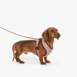 Nomad Tales Calma Hondenlijn, Burgundy -Hunter Verkoop 2024 325899 nomad tales calma hundeleine burgudy 120cm 02 8