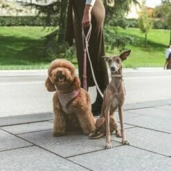 Nomad Tales Calma Hondenlijn, Burgundy -Hunter Verkoop 2024 325899 nomad tales calma hundeleine burgudy 120cm 03 3